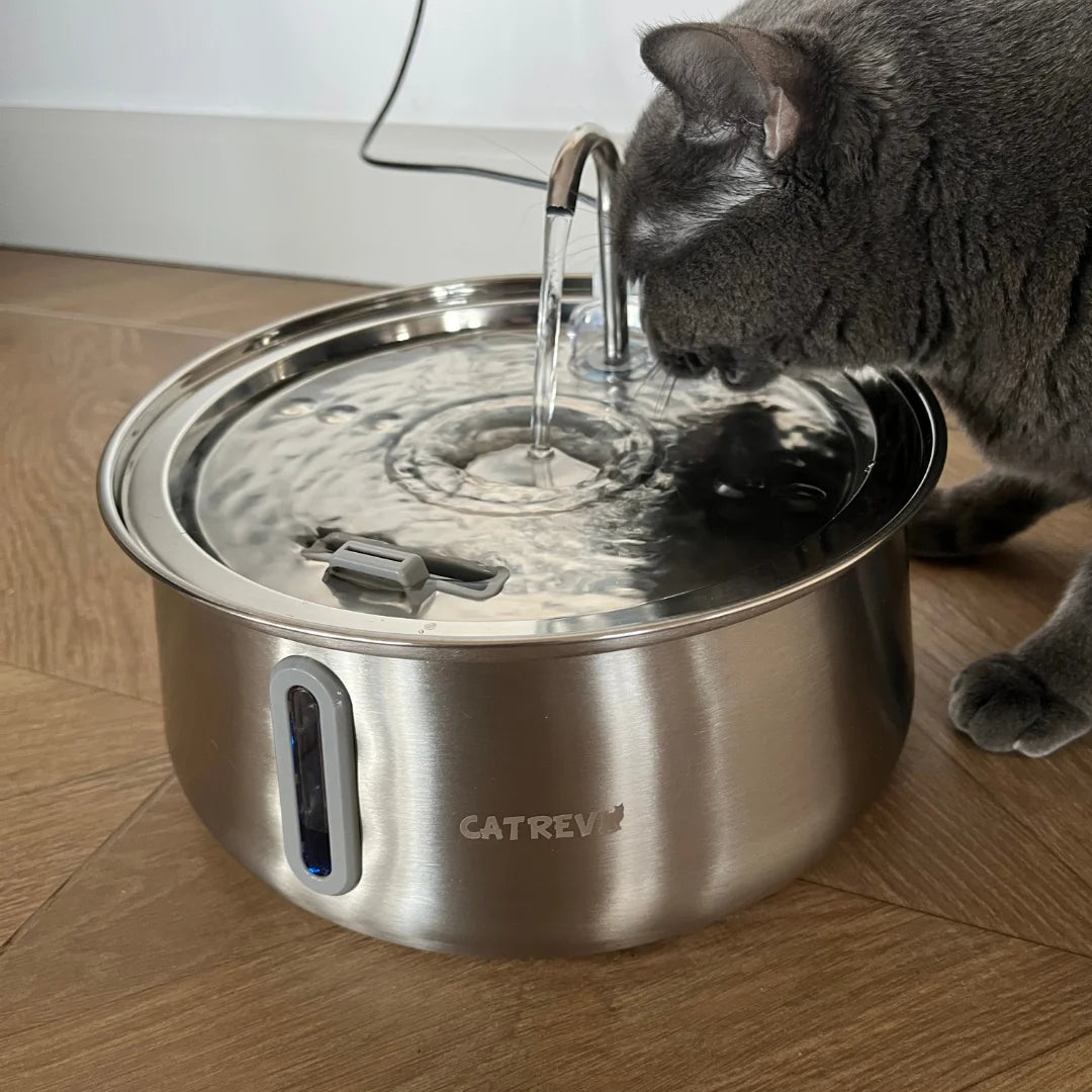 Su pınarından su içen kedi 2